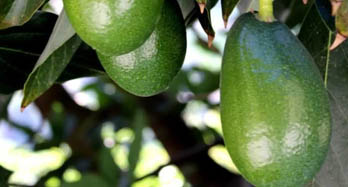 Avocadoer Bacon 1 kg