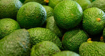 Avocadoer Hass 1 kg
