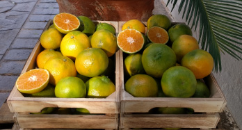 Mandariner ClemenPons 12 kg - Pris 44 €