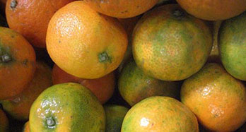 Mandariner Clemenrubi 15 kg
