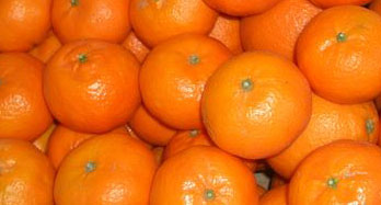 Mandariner Clementina 12 kg - Pris 44 €