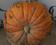 Køb græskar - Valencia pumpkins online
