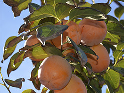 Køb kakifrugter online - Valencia persimmons online