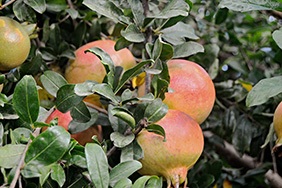 Køb granatæbler online - Valencia pomegranates online