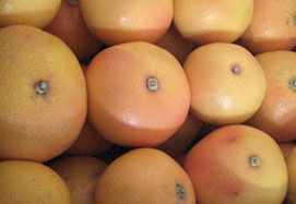 Køb grapefrugter - Valencia grapefruits online