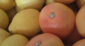 Blandet Citroner og Grapefrugter 18 kg - Pris 50 €