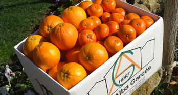 Blandet Washington Hernandina 18 kg - Pris 50 €